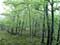 Spot the difference Woods