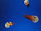 Spot the difference jellyfish