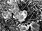 Illusion images Crocus
