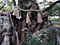 Spot the difference Sacred tree2